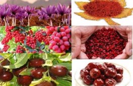 زرشک، زعفران و عناب مغفول مانده های بزرگ در نگاه مسولان