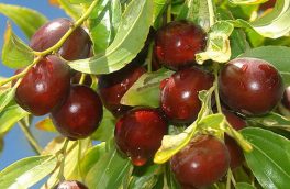 عناب تازه خواص بیشتری دارد