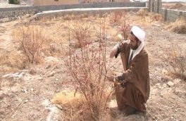 اهدای ۱۱۱ درخت در طرح شجره طیبه