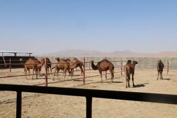 ۱۱۹ طرح اشتغال در نهبندان اجرا شد