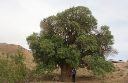 بنه کهنسال روستای پروینج خراسان جنوبی در فهرست آثار طبیعی- ملی ثبت شد