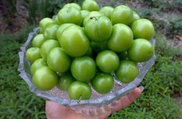 آغاز برداشت گوجه سبز و آلو در خراسان جنوبی