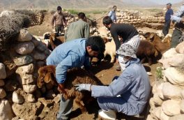 واکسیناسیون ۲۱هزار دام سبک علیه بیماری آنتروتوکسمی در قاین
