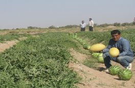  آغاز برداشت محصولات جالیزی در طبس