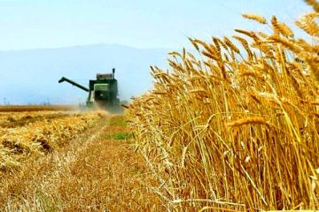 گندمکاران از فروش محصول به دلالان خودداری کنند