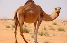 الغ بر ۲۴۰ میلیارد ریال درآمد گوشت شتر برای شتردارن استان
