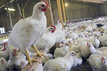 ۷۵ درصد مرغ تولیدی خراسان جنوبی مازاد بر نیاز است