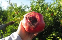 چگونه با کرم گلوگاه انار مبارزه کنیم؟