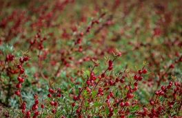 کشت نشایی و دیمی چایی ترش در “خوسف” خراسان جنوبی