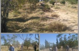 اقدام مشارکتی وجین و هرس کردن درختان پارک جنگلی دستگردان شهرستان طبس توسط اهالی خوب روستای هودر