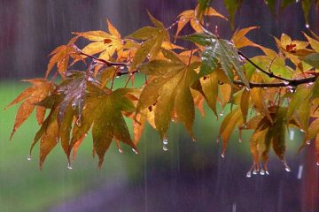 تداوم بارشهای پاییزی در خراسان جنوبی تا پایان هفته