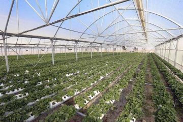 توسعه کشت گلخانه‌ای تنها راه ادامه حیات کشاورزی در استان خراسان جنوبی
