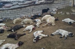 گرگ‌ها در سربیشه ۱۹۰ گوسفند را دریدند