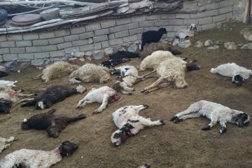 گرگ‌ها در سربیشه ۱۹۰ گوسفند را دریدند
