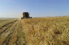 درآمد ۶ میلیارد تومانی ارزن کاران خوسف