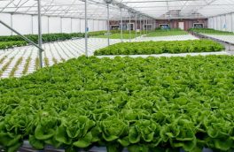 توسعه کشت‌ گلخانه‌ای در خراسان جنوبی  بسیار ضروری و مهم است