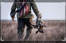 اول آذرماه سال جاری آغاز صدور پروانه شکار پرندگان وحشی در خراسان جنوبی