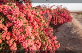 خسارت به ۲ هزار هکتار باغ های زرشک قاینات