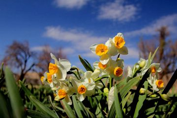 انجمن ملی گل نرگس در خراسان جنوبی در حال شکل‌گیری است