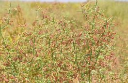 ۲۰ هزار هکتار از اراضی کشاورزی زیرکشت گیاهان دارویی