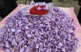 اهدای بیش از نیم تن گل زعفران به بقاع متبرکه در سرایان