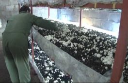 افزایش ۲.۵ برابری اجرای طرح‌های اشتغال برای نیازمندان توسط کمیته امداد امام خمینی در خراسان جنوبی