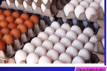 یک هزار و ۹۳ تن تخم مرغ از خراسان جنوبی صادر شد