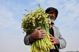 وزارت جهاد کشاورزی با بیمه گل نرگس خراسان جنوبی موافقت کرد