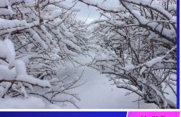درختان زرشک روستای پایهان شهرستان زیرکوه جامه سفید بر تن کردند