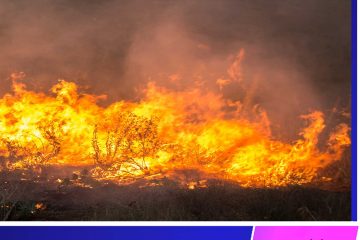 ۸۰ نخل روستای بندان خراسان جنوبی در آتش سوخت