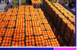 آغاز توزیع ۱۱۰۰تُن میوه تنظیم بازار در خراسان جنوبی