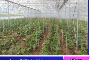 مجوز احداث ۶۰۰ هکتار گلخانه در خراسان جنوبی صادر شد