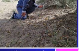 ملخ‌ها در درح سربیشه از نوع صحرایی نیستند