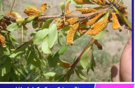 زنگ زرشک ۴۰۰ هکتار از باغات درمیان را آلوده کرد