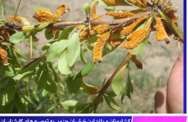 کشاروزان و باغدارن خراسان جنوبی  توصیه های کارشناسان در مبارزه با زنگ جارویی زرشک توجه کنند