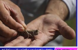 ملخ‌های مشاهده شده در مراتع سربیشه بومی هستند