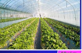 سال قبل۱۲ هکتار به سطح گلخانه‌های استان خراسان جنوبی  افزوده شد است