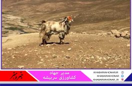 کرک منطقه سربیشه خراسان جنوبی توسط دلالان با قیمت پایین خریداری و صادر می‌شود