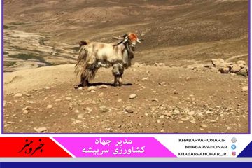 کرک منطقه سربیشه خراسان جنوبی توسط دلالان با قیمت پایین خریداری و صادر می‌شود
