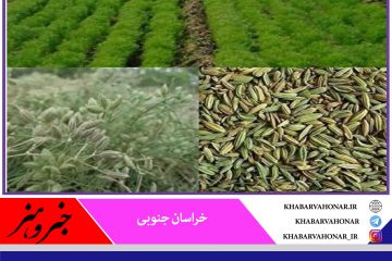 پیش بینی تولید ۱۵۴۰ تن زیره سبز در خراسان جنوبی
