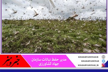 ۵۰ هزار هکتار اراضی خراسان جنوبی به ملخ صحرایی آلوده شد