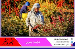 ارائه تسهیلات برای احداث بارگاه‌های زرشک در خراسان جنوبی