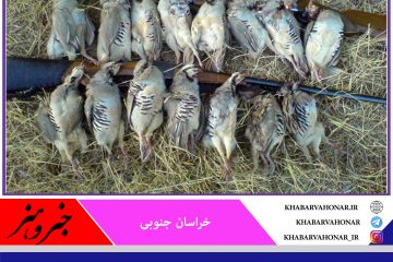 لاشه ۳۰قطعه پرنده وحشی در شهرستان خوسف کشف و ضبط شد