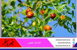 کاهش بیش از ۳۰ درصدی تولید عناب در سال جاری در خراسان جنوبی