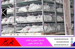 در پی افزایش قیمت مرغ ممنوعیت خروج مرغ زنده از خراسان جنوبی