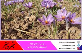 افزایش ۳.۵ درصدی تولید زعفران در خراسان جنوبی