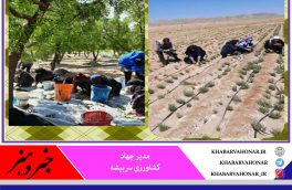صندوق های خرد زنان روستایی درشهرستان سربیشه عامل اشتغال جامعه زنان درروستاهای شهرستان