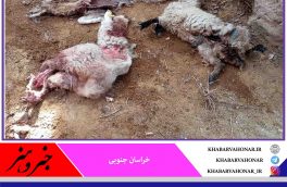 خسارت ۳۵ میلیونی گرگها به دامداران در روستای سریجان شهرستان درمیان