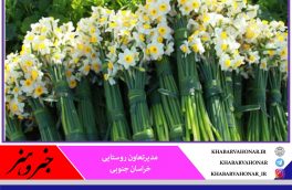افزایش ۶۰ درصدی خرید گل از نرگس کاران خراسان جنوبی