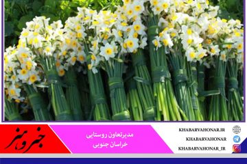 افزایش ۶۰ درصدی خرید گل از نرگس کاران خراسان جنوبی